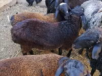 Carnero, Arabi sheep — foto 6