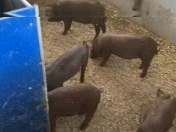 Pigs (batch, sex not specified), 