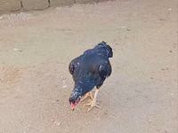 ओल्ड इंग्लिश गेम — फ़ोटो 4