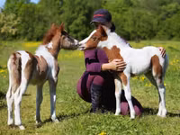 Hengst, American shetland pony — Foto 1
