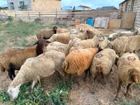 Kondoo jike, Apsheron sheep — picha 3
