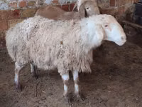 Kondoo jike, West-Siberian mutton sheep — picha 1