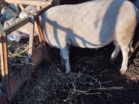 Carnero, Lacaune sheep — foto 3