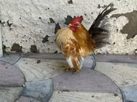Chickens — photo 1