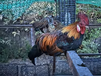 Chickens — photo 3