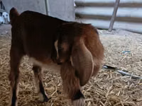 बकरा, Nubian Goat — फ़ोटो 7