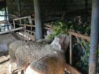 Dume la kondoo, Baerchuke sheep — picha 4