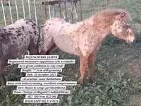 घोड़ा, Miniature horse — फ़ोटो 1
