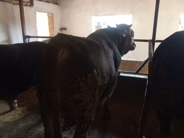 Ng'ombe dume, Aberdeen – Angus