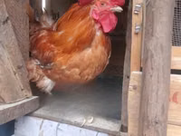 Chickens — picha 6