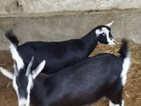 عنزة, Alpine goat — الصورة 1