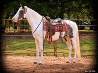 Farasi dume, National Show Horse — picha 1