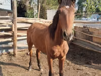 公马, Thoroughbred horse — 照片 4