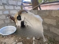 Mbuzi (kikundi, jinsia haijatajwa), Mbuzi — picha 1