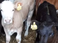 牛只（批次，未指定性别）, Russian Black pied cattle — 照片 3