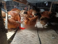 Gallinas Shamo — foto 3