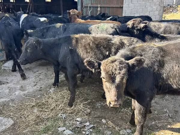 Bulle, Swiss cattle