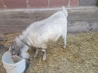 Billy Goat, Goats — photo 3