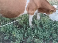 بقرة, Simmental cattle — الصورة 5