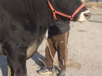 Ng'ombe jike, Swiss cattle — picha 5