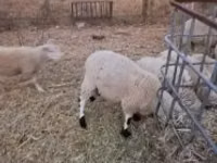 Dume la kondoo, Cerry Hill sheep — picha 2