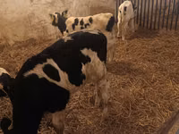 ثور, Russian Black pied cattle — الصورة 7