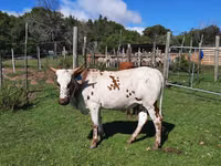 Ng'ombe jike, Nguni cattle — picha 6