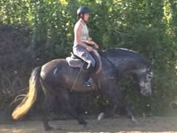 Caballo, Andalusian horse — foto 2
