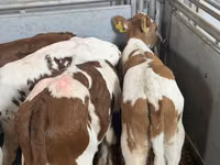 Rinder (Partie, Geschlecht nicht angegeben), Simmental cattle — Foto 3