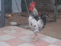 Chickens — Foto 2