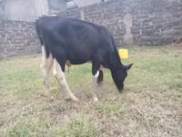 सांड, Russian Black pied cattle — फ़ोटो 4