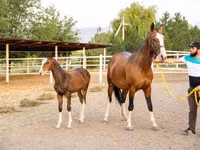 Yegua, Akhal-Teke — foto 3