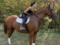 Caballo, Gidran — foto 4