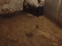 母羊, Romanov sheep — 照片 5
