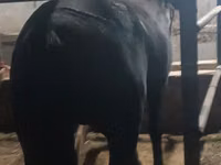Farasi jike, Budyonny horse — picha 3