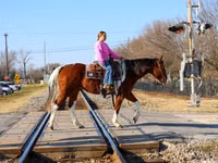 Caballo, National Show Horse — foto 8