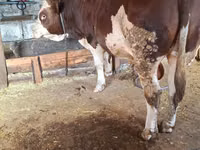 सांड, Simmental cattle — फ़ोटो 3