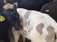 Bovinos (lote, sexo no especificado), Simmental cattle — foto 7
