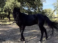 Caballos (lote, sexo no especificado), American shetland pony — foto 8