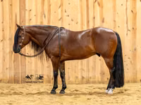 घोड़ा, Quarter Horse — फ़ोटो 3