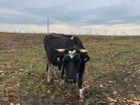 Kuh, Russian Black pied cattle — Foto 1