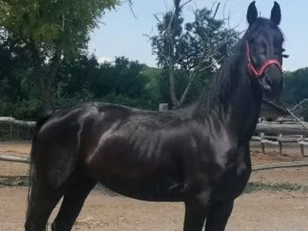 घोड़ी, Friesian