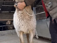 Sheep, Arashan sheep — photo 6