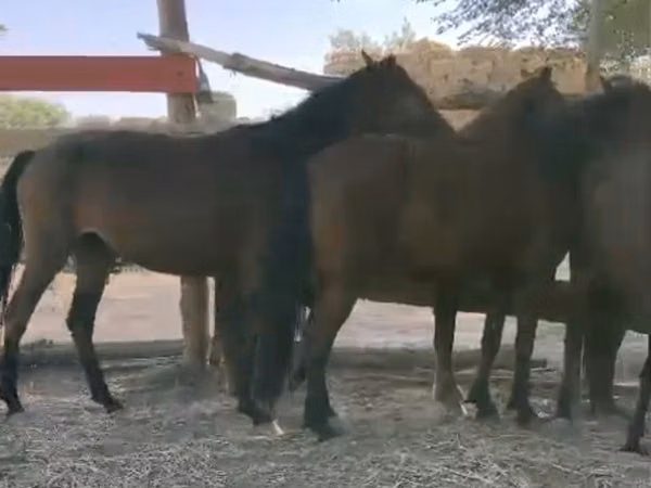 Farasi jike, Kazakh horse
