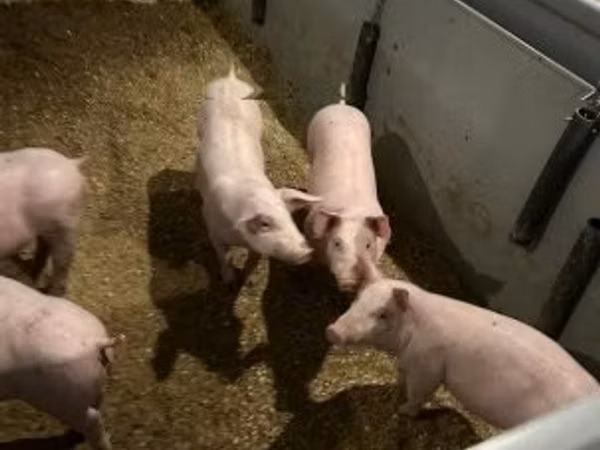 Boar, 