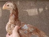 Chickens — फ़ोटो 6