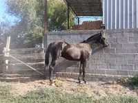 Hengst, Friesian sport horse — Foto 5