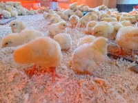 Chickens — picha 5