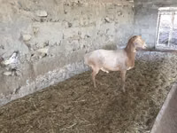 كبش, Rhon sheep — الصورة 1