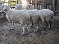 भेड़, Merino sheep — फ़ोटो 6